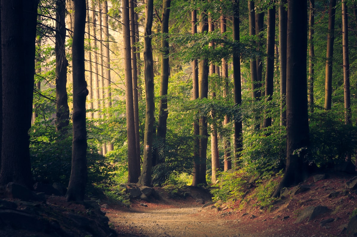 Sunlight falling through a green forest